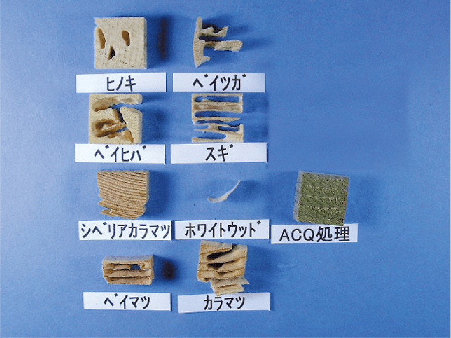 樹種別：シロアリ被害比較試験