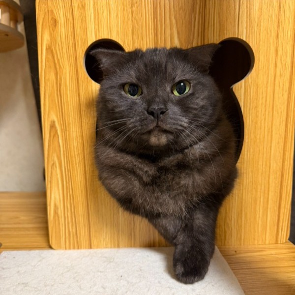 【愛猫と健やかに乗り切る夏の日の知恵】抜ける毛並みと、よく張るお腹